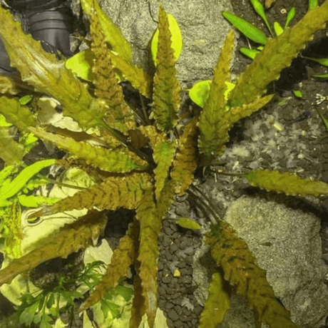 Cryptocoryne Axelrodii Tissue Culture - The Aquascape Shop