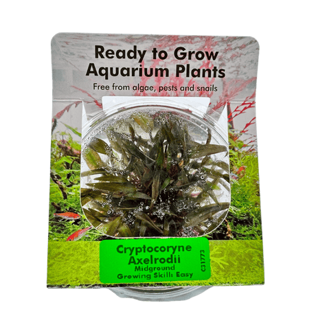 Cryptocoryne Axelrodii Tissue Culture - The Aquascape Shop