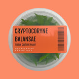 Aquascaping Essentials tissue culture cup of Cryptocoryne crispatula var. balansae, a background crypt