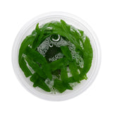 Top-down view of a Cryptocoryne balansae tissue culture cup, an easy background aquarium plant