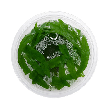 Top-down view of a Cryptocoryne balansae tissue culture cup, an easy background aquarium plant