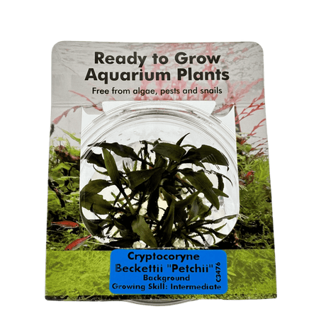 Cryptocoryne Becketii 'Petchii' Tissue Culture - The Aquascape Shop