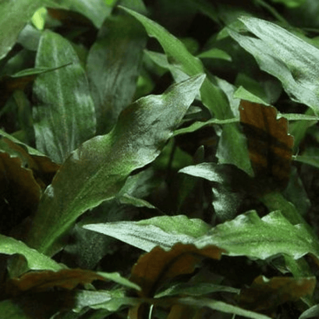 Cryptocoryne Becketii 'Petchii' Tissue Culture - The Aquascape Shop