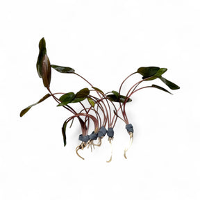 Cryptocoryne Beckettii 'Petchii' - The Aquascape Shop