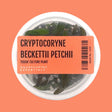 Cryptocoryne Beckettii 'Petchii' Tissue Culture (Aquascaping Essentials) - The Aquascape Shop