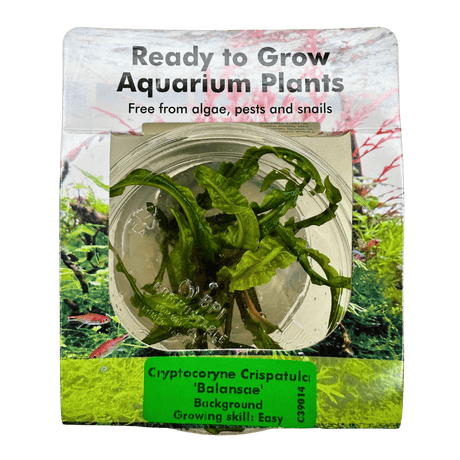 Cryptocoryne Crispatula 'Balansae' Tissue Culture - The Aquascape Shop