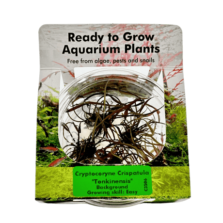 Cryptocoryne Crispatula 'Tonkinensis' Tissue Culture - The Aquascape Shop