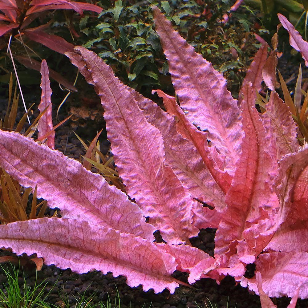 Cryptocoryne 'Pink Flamingo' Tissue Culture - The Aquascape Shop