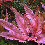 Cryptocoryne 'Pink Flamingo' Tissue Culture - The Aquascape Shop