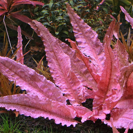 Cryptocoryne 'Pink Flamingo' Tissue Culture - The Aquascape Shop