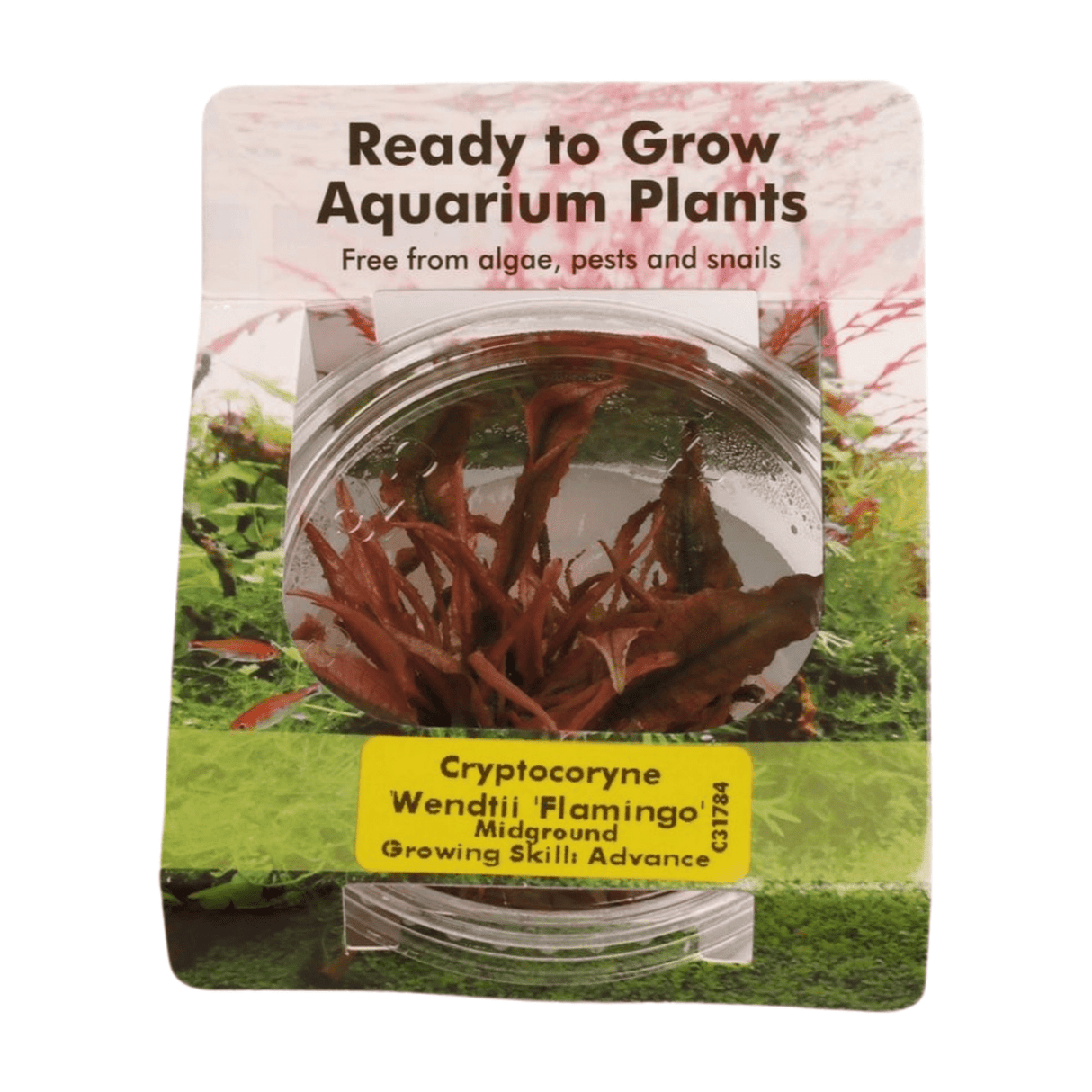 Cryptocoryne 'Pink Flamingo' Tissue Culture - The Aquascape Shop