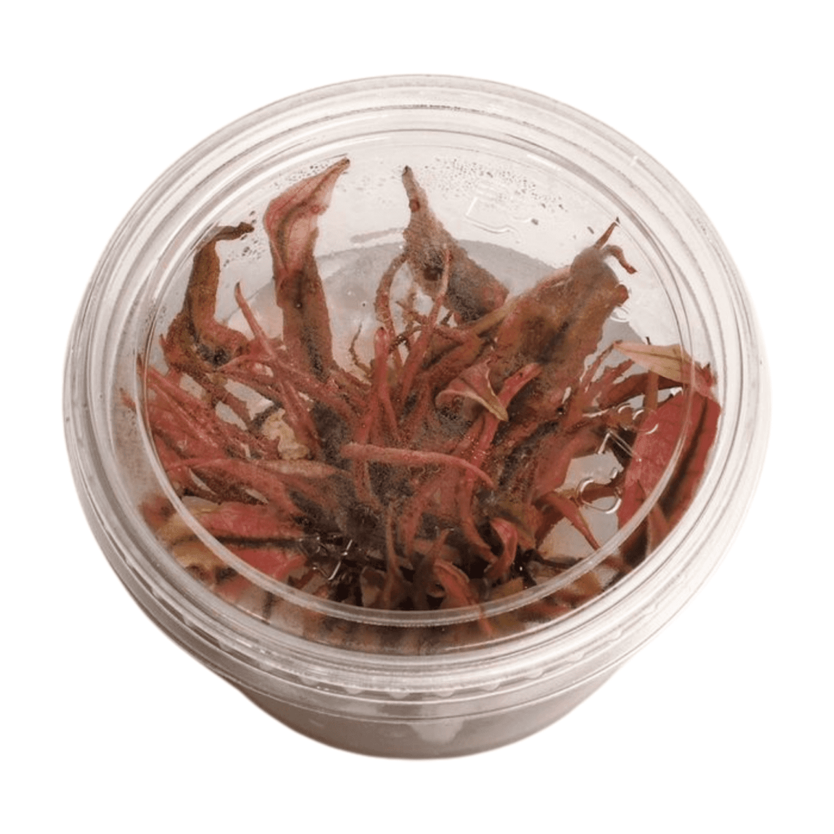 Cryptocoryne 'Pink Flamingo' Tissue Culture - The Aquascape Shop