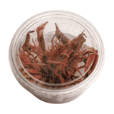 Cryptocoryne 'Pink Flamingo' Tissue Culture - The Aquascape Shop