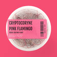 Cryptocoryne Pink Flamingo Tissue Culture (Aquascaping Essentials) - The Aquascape Shop
