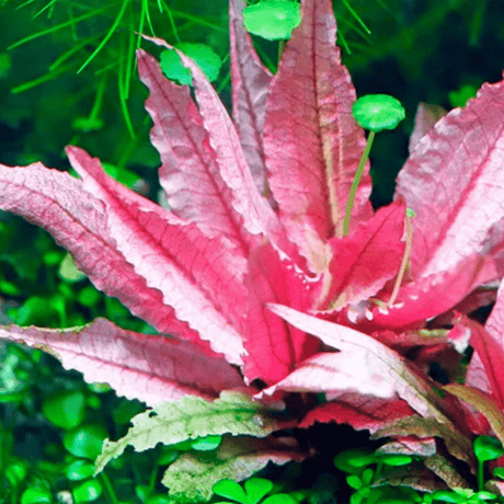 Cryptocoryne Pink Flamingo Tissue Culture (Aquascaping Essentials) - The Aquascape Shop
