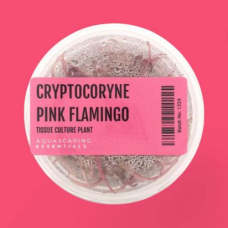 Cryptocoryne Pink Flamingo Tissue Culture (Aquascaping Essentials) - The Aquascape Shop