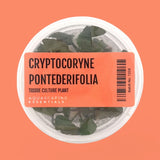 Cryptocoryne Pontederiifolia ‘Schott’ Tissue Culture (Aquascaping Essentials) - The Aquascape Shop