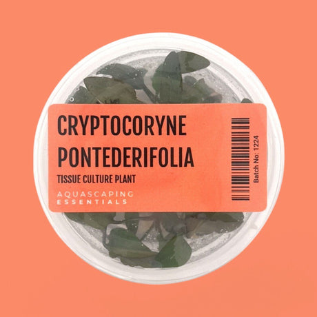 Cryptocoryne Pontederiifolia ‘Schott’ Tissue Culture (Aquascaping Essentials) - The Aquascape Shop