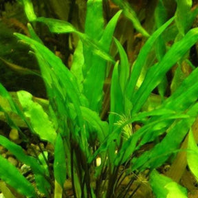 Cryptocoryne Wendtii ‘Green' - The Aquascape Shop