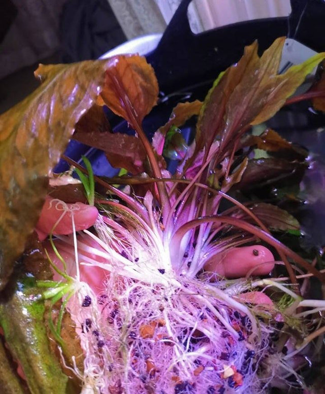 Cryptocoryne Wendtii 'Green Gecko' - The Aquascape Shop