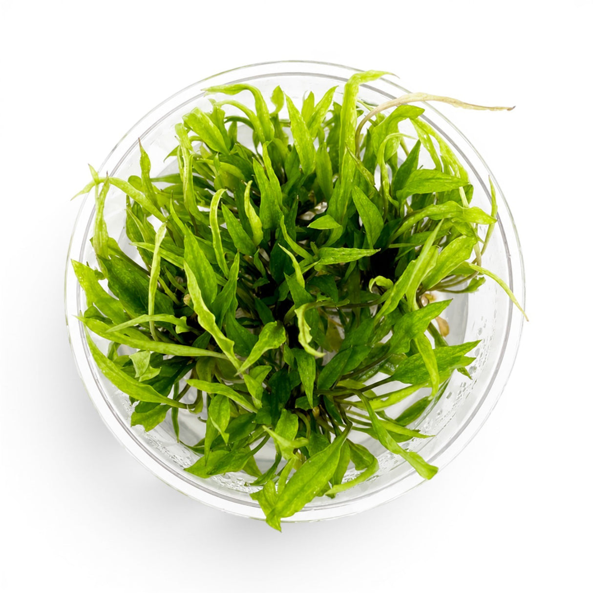 Top-down view of a Cryptocoryne 'Green Gecko' tissue culture cup, an easy midground aquarium plant