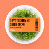 Aquascaping Essentials tissue culture cup of Cryptocoryne wendtii 'Green Gecko', an easy midground crypt