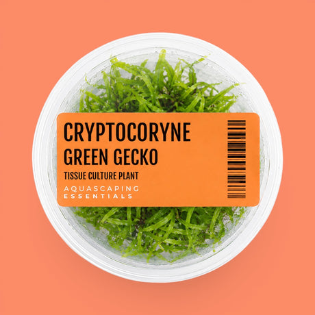 Aquascaping Essentials tissue culture cup of Cryptocoryne wendtii 'Green Gecko', an easy midground crypt