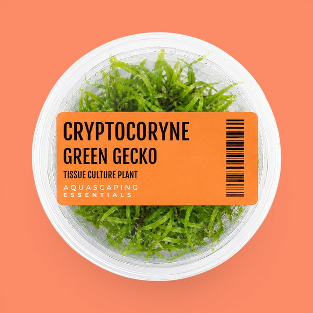Aquascaping Essentials tissue culture cup of Cryptocoryne wendtii 'Green Gecko', an easy midground crypt