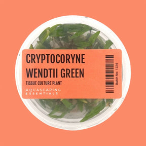Cryptocoryne Wendtii 'Green Tissue Culture (Aquascaping Essentials) - The Aquascape Shop