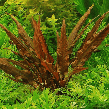 Cryptocoryne Wendtii 'Mi - Oya' Tissue Culture - The Aquascape Shop