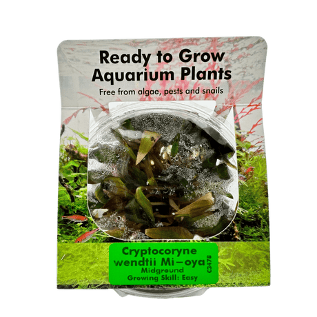 Cryptocoryne Wendtii 'Mi - Oya' Tissue Culture - The Aquascape Shop