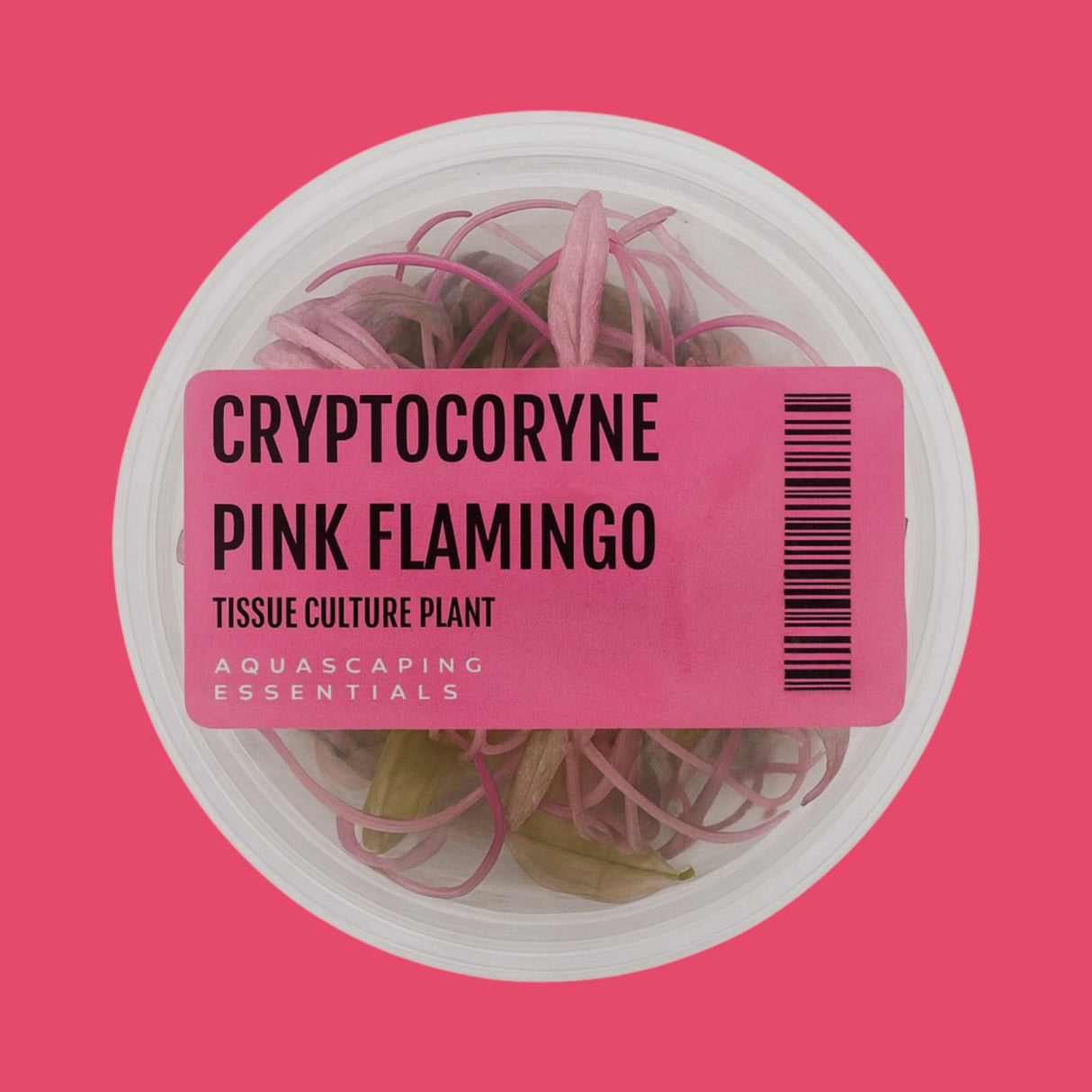 Aquascaping Essentials tissue culture cup of Cryptocoryne wendtii 'Pink Flamingo', a pink midground crypt