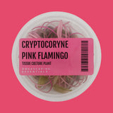 Aquascaping Essentials tissue culture cup of Cryptocoryne wendtii 'Pink Flamingo', a pink midground crypt