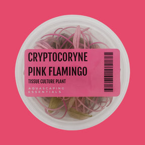 Aquascaping Essentials tissue culture cup of Cryptocoryne wendtii 'Pink Flamingo', a pink midground crypt