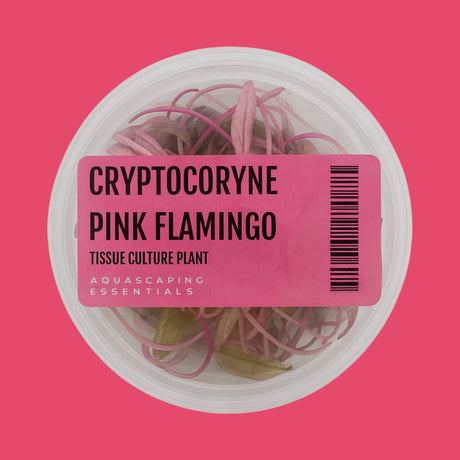 Aquascaping Essentials tissue culture cup of Cryptocoryne wendtii 'Pink Flamingo', a pink midground crypt