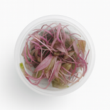 Top-down view of a Cryptocoryne 'Pink Flamingo' cup with pink-and-magenta leaves