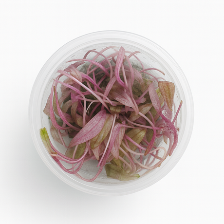 Top-down view of a Cryptocoryne 'Pink Flamingo' cup with pink-and-magenta leaves
