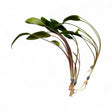 Cryptocoryne x Lucens Willisii - The Aquascape Shop