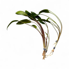 Cryptocoryne x Lucens Willisii - The Aquascape Shop