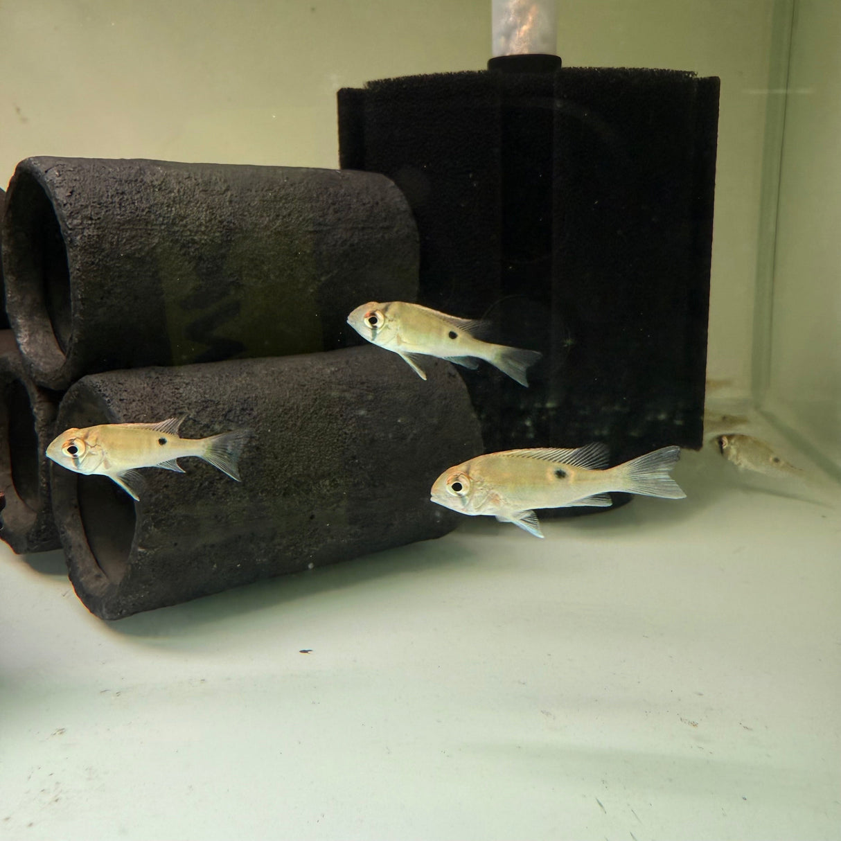 Cupid Cichlid - The Aquascape Shop