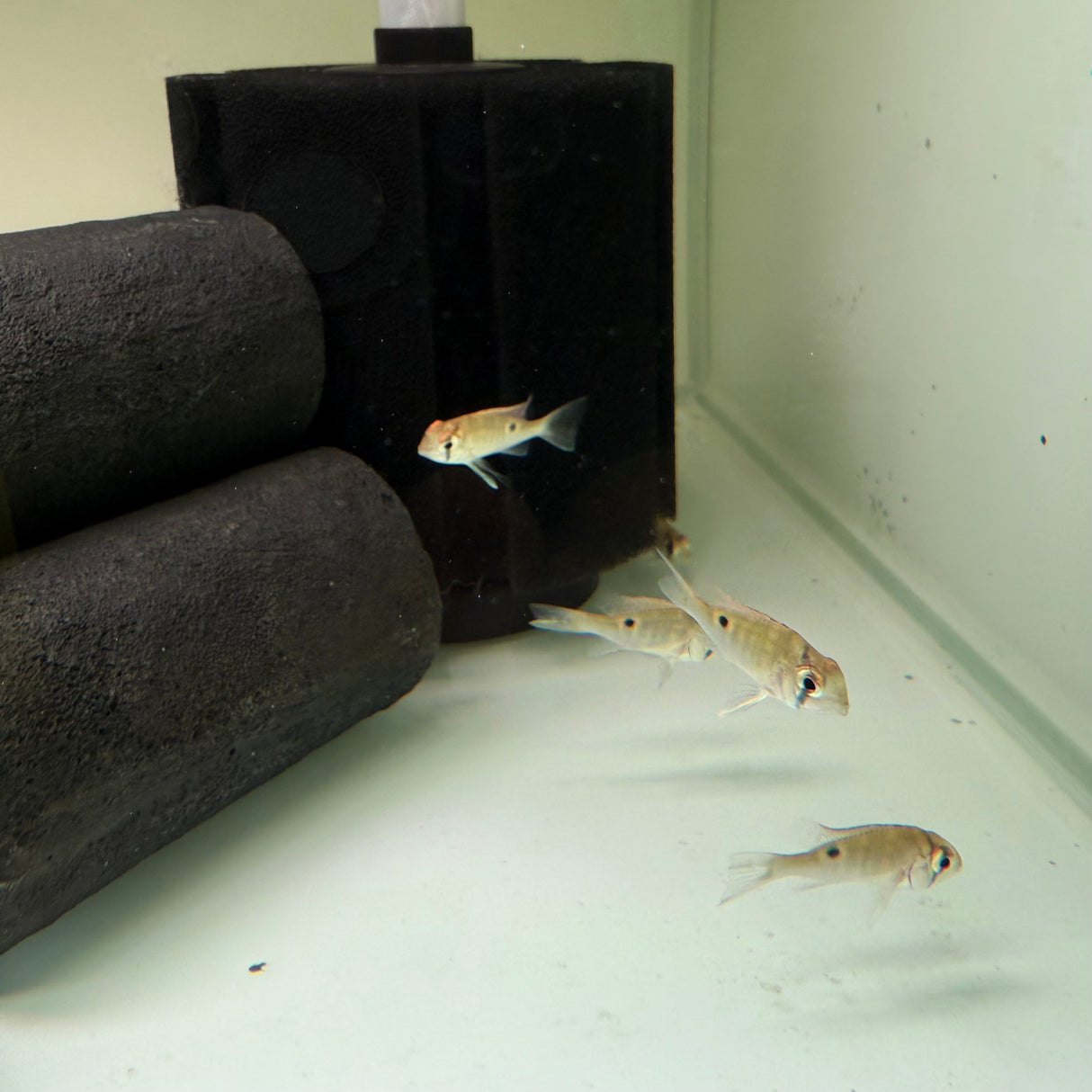 Cupid Cichlid - The Aquascape Shop