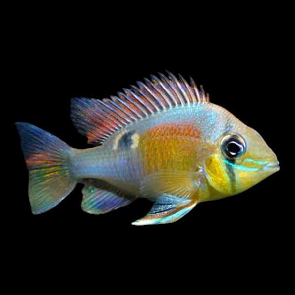 Cupid Cichlid - The Aquascape Shop