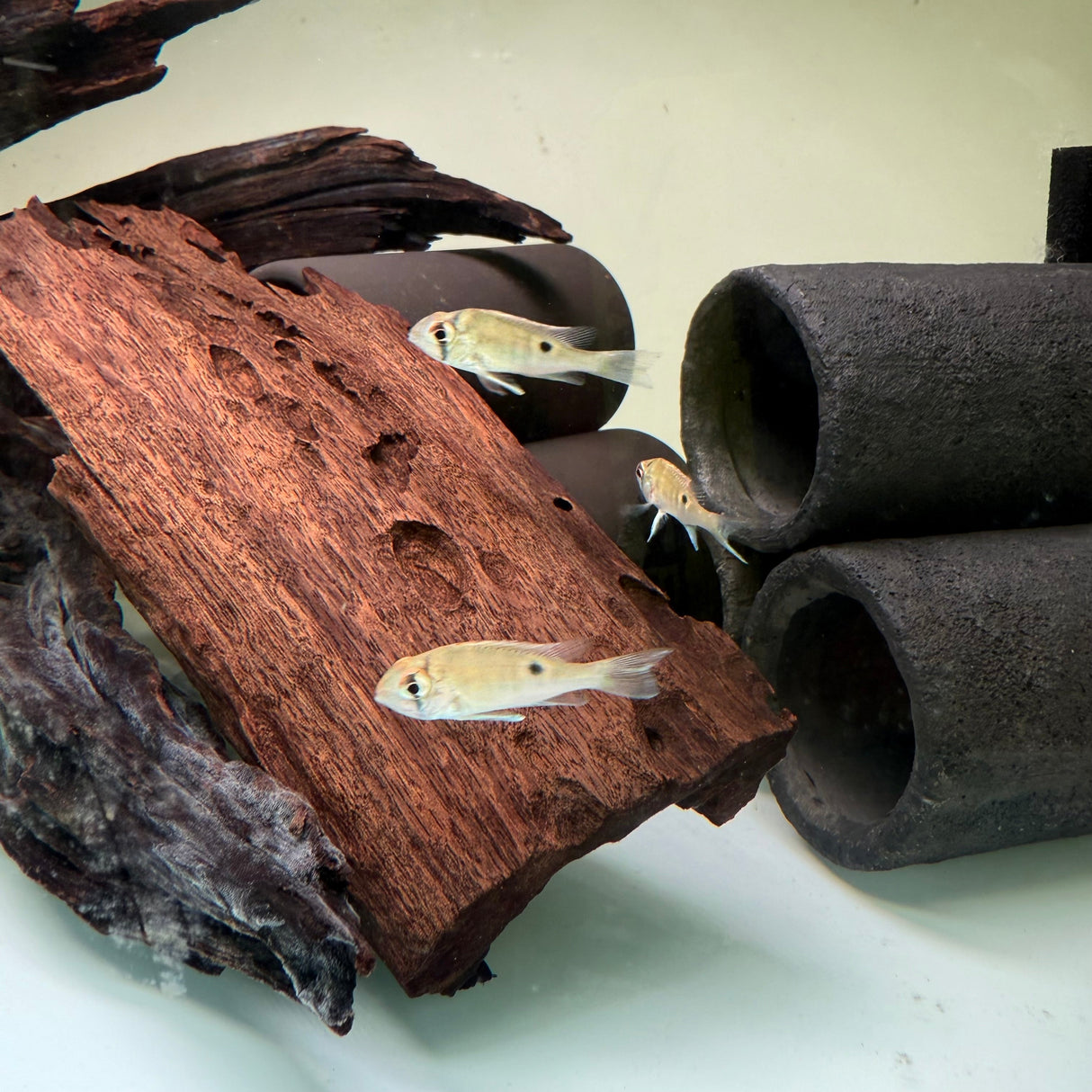 Cupid Cichlid - The Aquascape Shop