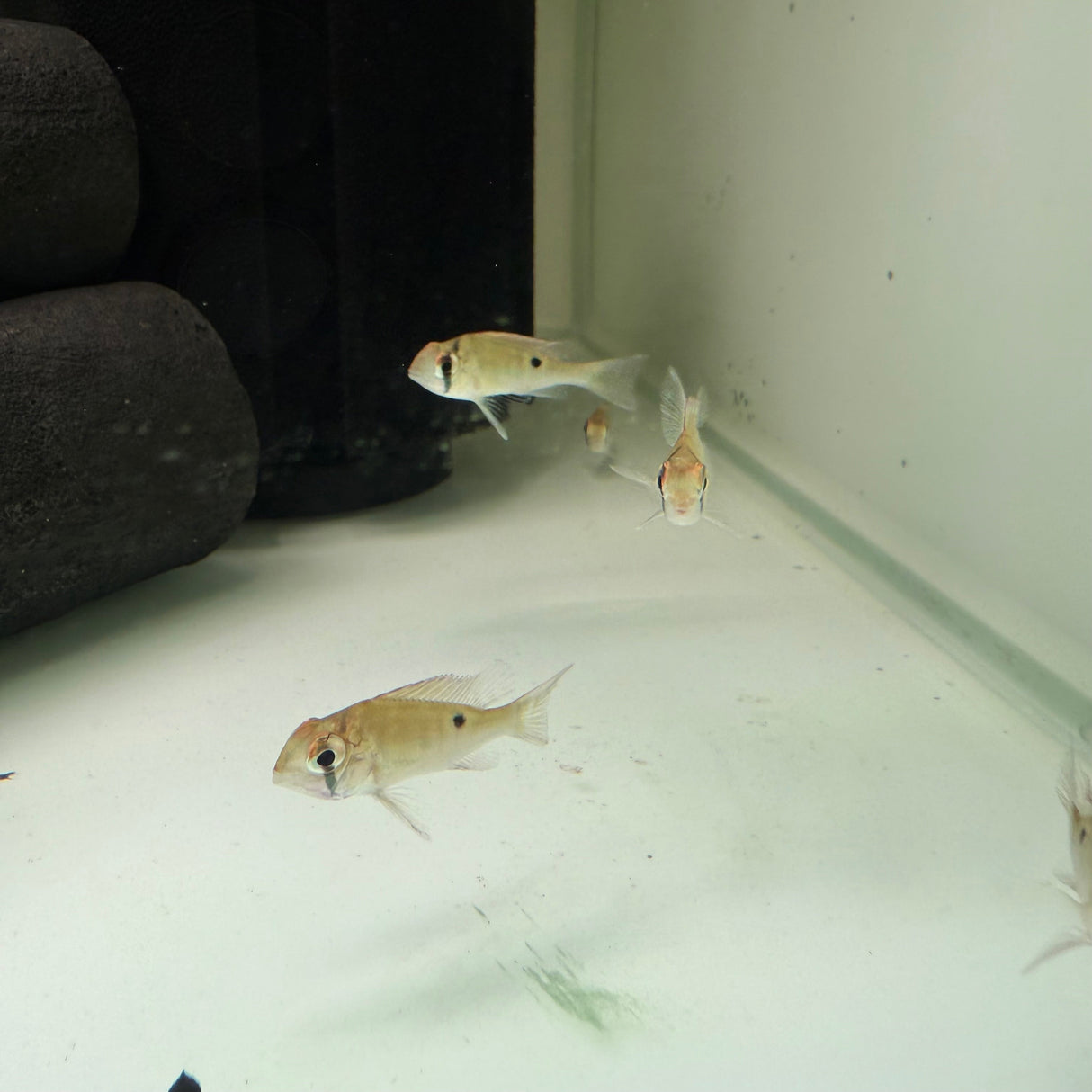 Cupid Cichlid - The Aquascape Shop