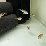 Cupid Cichlid - The Aquascape Shop