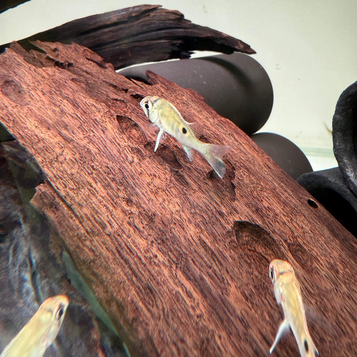 Cupid Cichlid - The Aquascape Shop