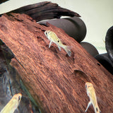 Cupid Cichlid - The Aquascape Shop