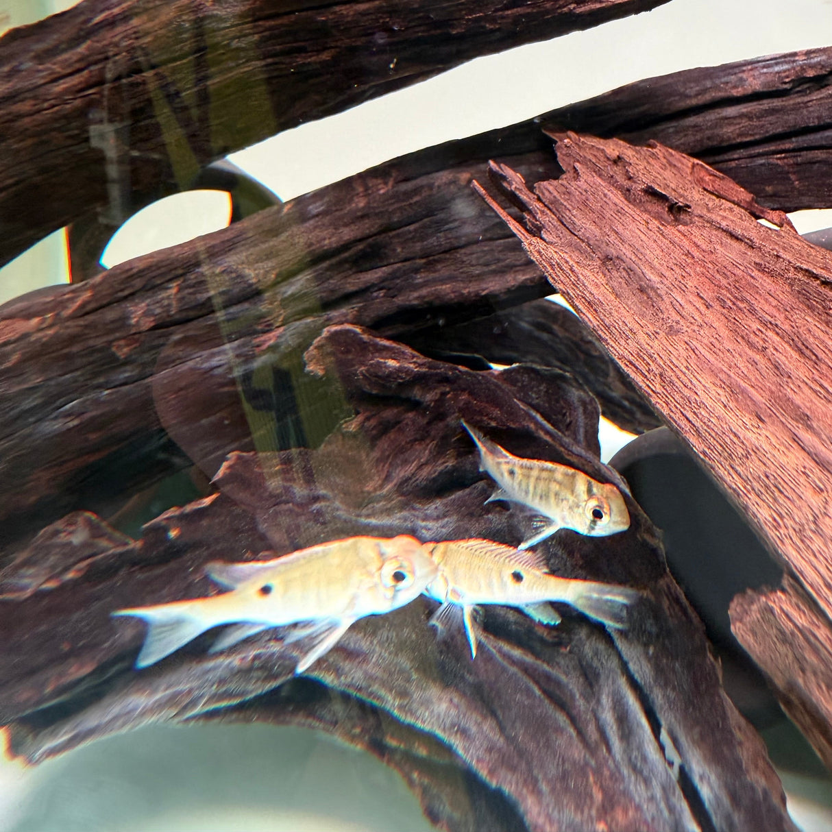 Cupid Cichlid - The Aquascape Shop