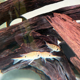 Cupid Cichlid - The Aquascape Shop