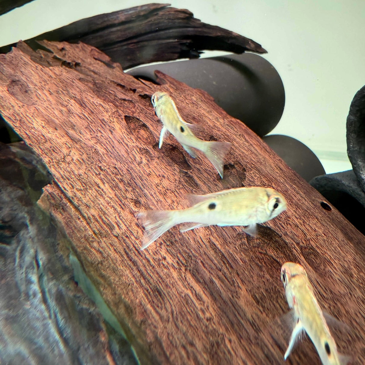 Cupid Cichlid - The Aquascape Shop